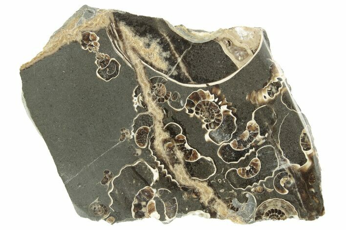 Polished Ammonite (Promicroceras) Slice - Marston Magna Marble #211315